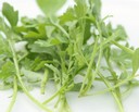 Greek Cress