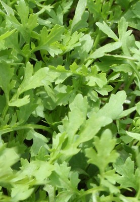 Greek Cress