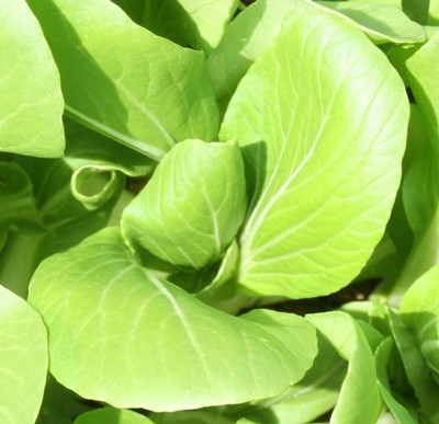 Green stemmed Pak Choi