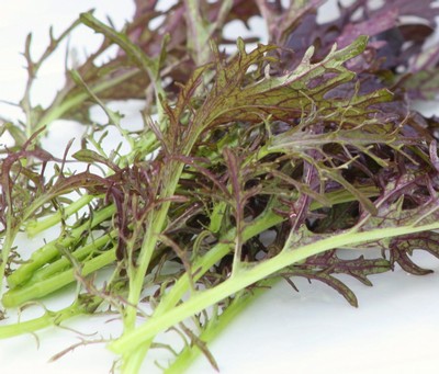 Mustard Leaf Ruby Frills