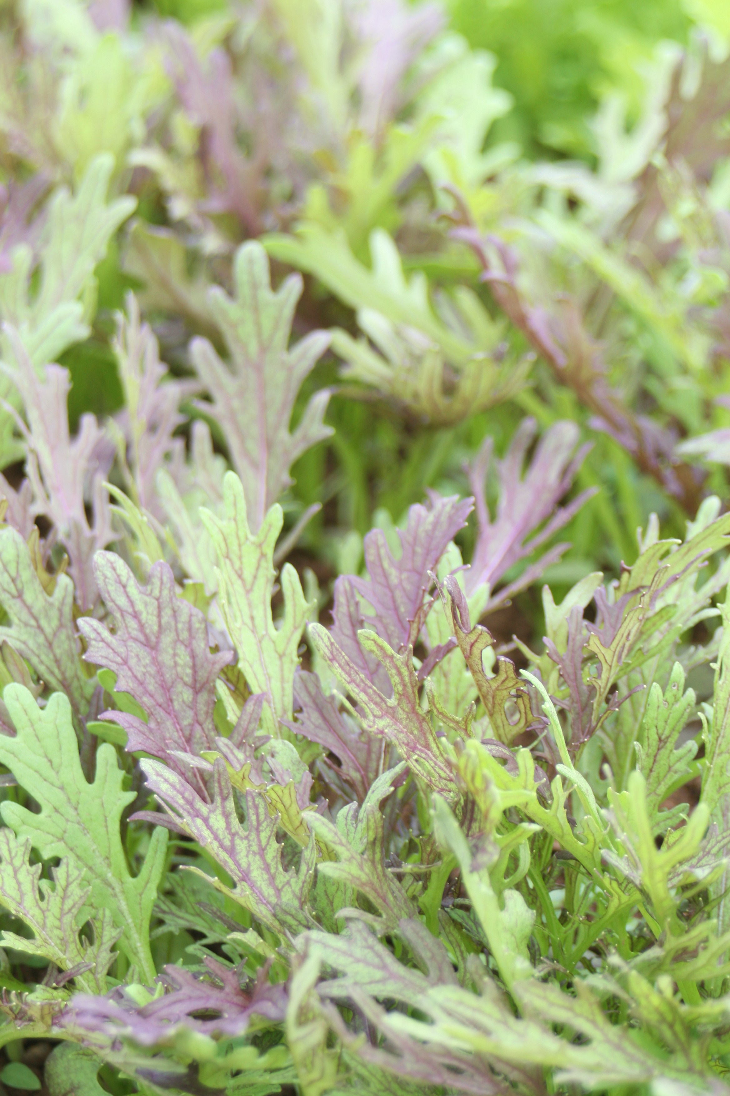 Mustard Leaf Ruby Frills