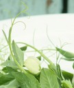 Pea Shoots