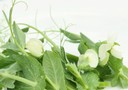 Pea Shoots