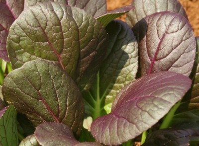 Purple Tatsoi