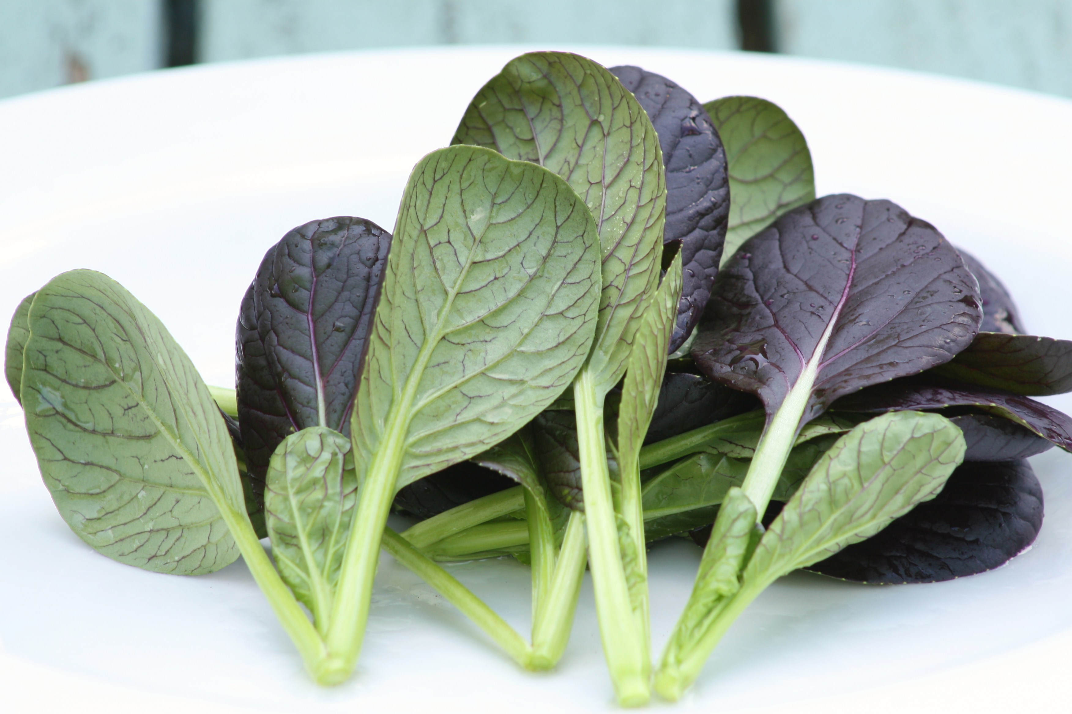 Purple Tatsoi