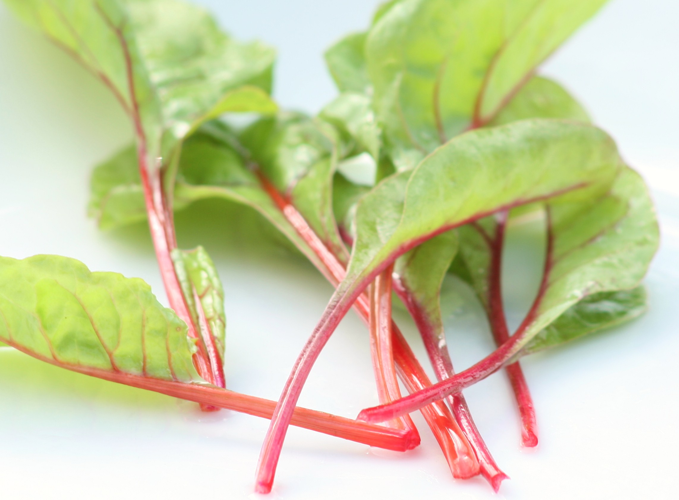 Red Chard