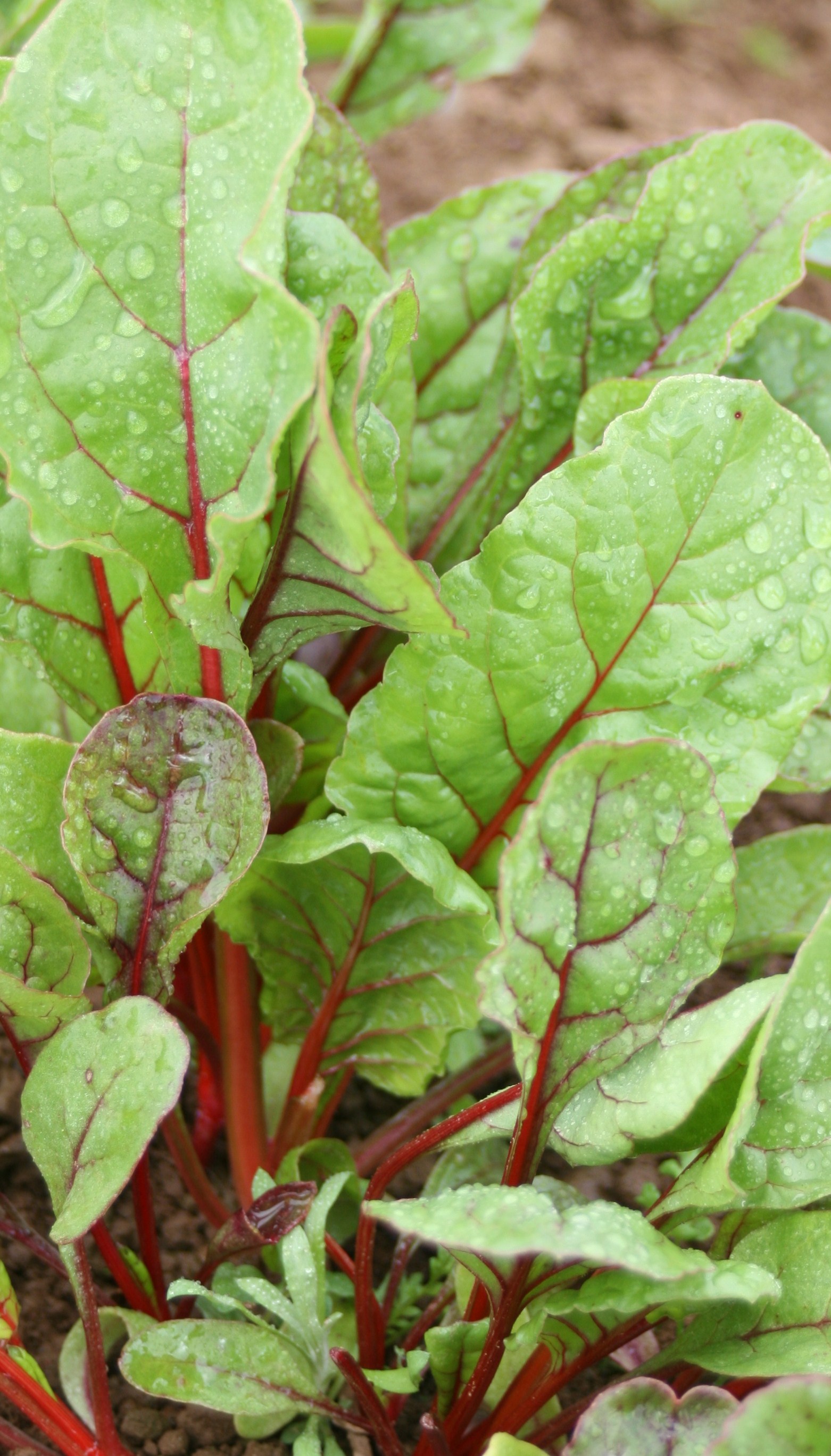 Red Chard