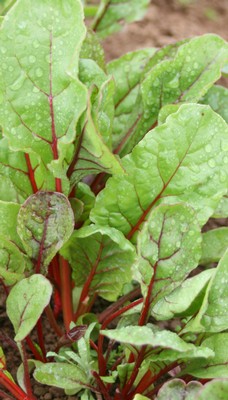 Red Chard