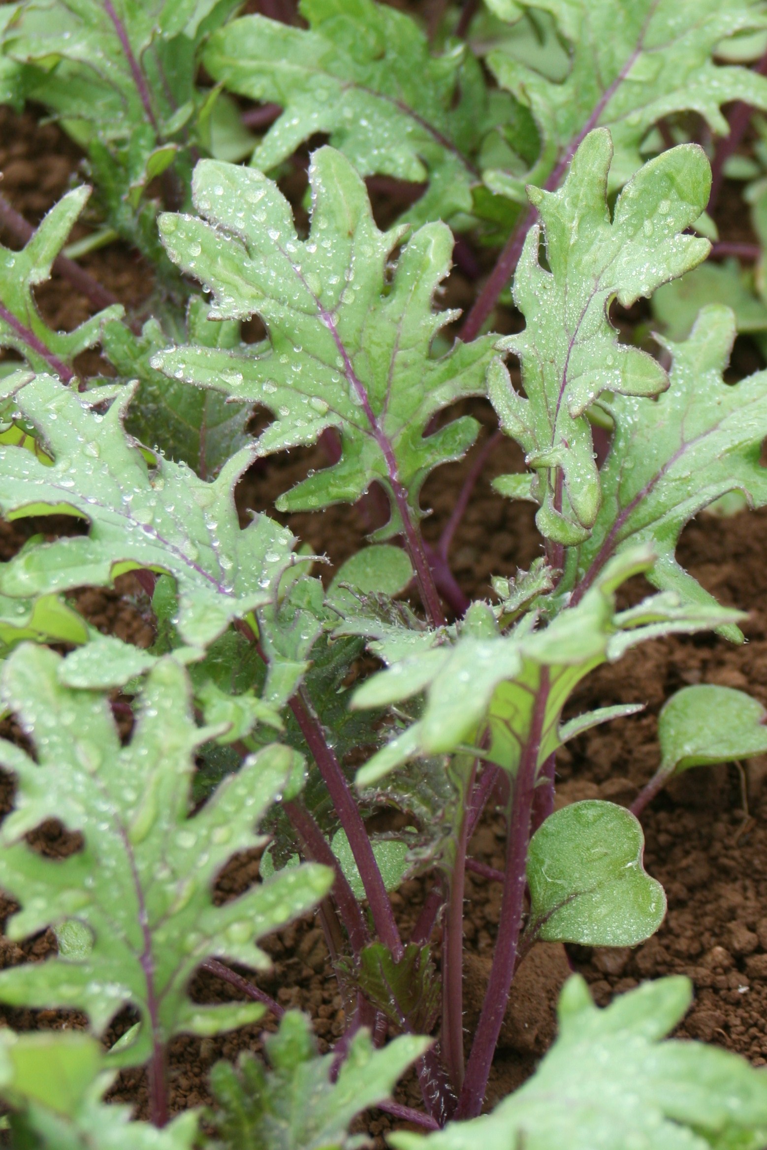 Russian Kale