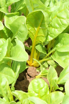 Yellow chard